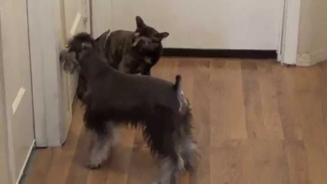 do schnauzers get along with cats