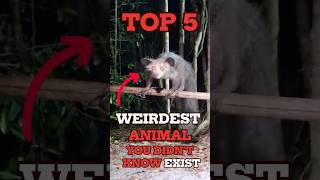Weirdest Animals You Didn’t Know Exist! #weird #shorts #animals #ytshorts