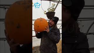 Adorable Kid Pumpkin Patch Adventure  Finding the Perfect One!