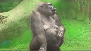 Gorilla's Unusual Pregnancy Stuns Vet: Refuses to Give Birth, Ultrasound Reveals Shocking Surprise by eMystery 876 views 3 days ago 6 minutes, 16 seconds