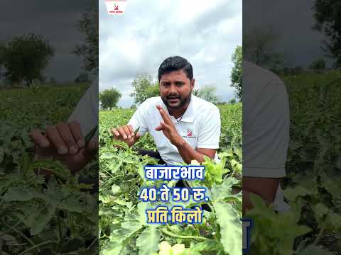 भेंडी पिकातील व्हरायसला करा टाटा बाय बाय... बस एकच स्प्रे | Arena Gold