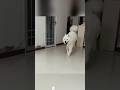 Stupid Dog Funnydogs DogTok DogFails2025 DogsOfspring DogVsOwner Petfyp Usa Stupid Dog Funnydogs DogTok DogFails2025 DogsOfspring DogVsOwner Petfyp Usa