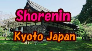 Japan Trip Shorenin Peaceful Similar To Imperial Palace Ambience, Kyoto058 Moopon