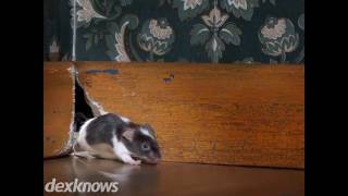 Pestbusters Inc Professional Pest & Termite Management Sioux City IA 51106