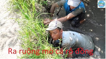 449 | Ra ruộng mò cá rô về đặt lợp ếch | Fishing