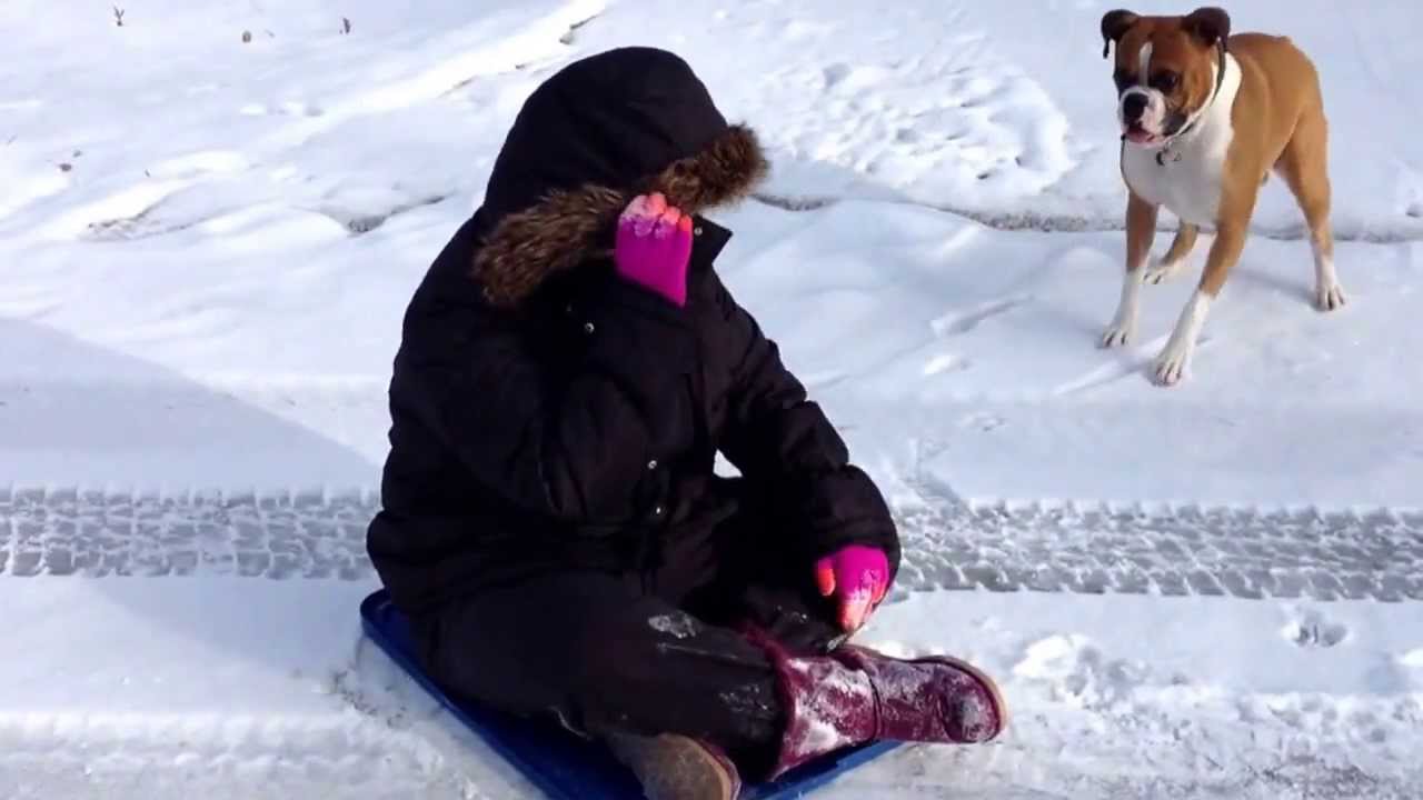 Dog steals sled YouTube