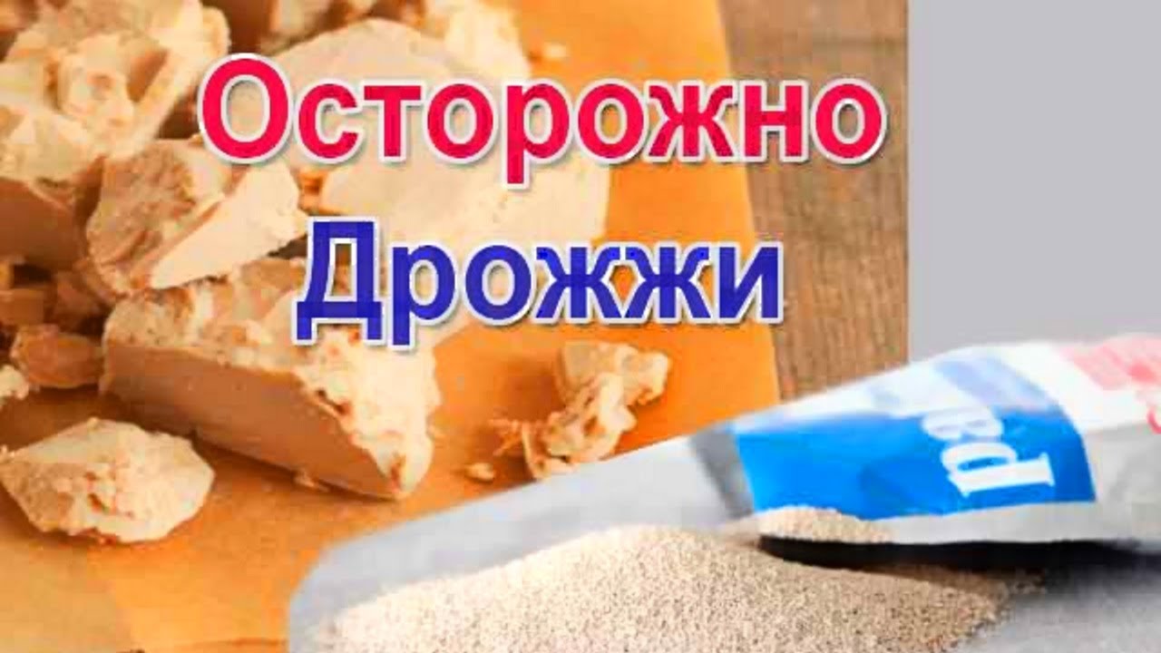 Термофильные дрожжи это. Дрожжи. Термофильные дрожжи. Сухие дрожжи термофильные. Опасные дрожжи.