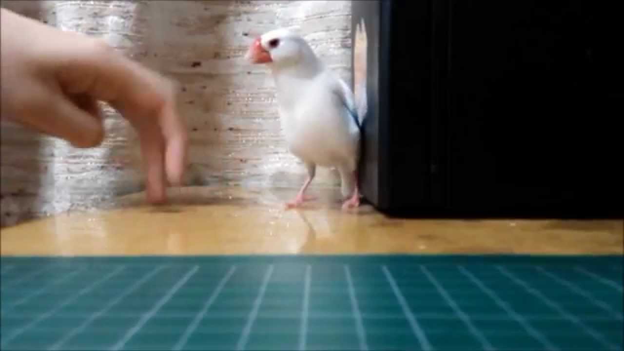 白文鳥小白 你就只會看著主人的手摔下去嗎 Youtube 白文鳥小白 你就只會看著主人的手摔下去嗎 Youtube