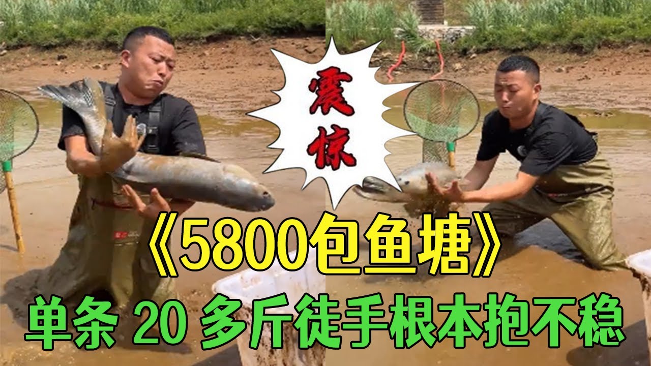 花5800元包壹個魚塘，單條 20 多斤，徒手根本抱不穩  #小飛哥#三農 #護外 #新農人計劃2026 #包塘
