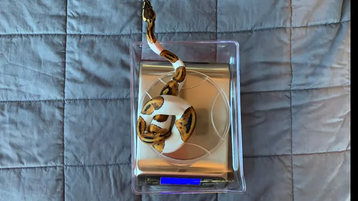 Start a ball python breeding business with me- Video 4 (UPDATE ON BABY BALL PYTHONS)