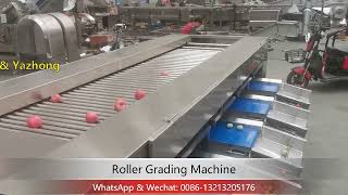 Roller Grading Machine / Roller Classification Machine for potato, tomato, fruits and vegetables