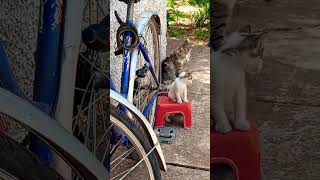 adorable kittens 😍🤍#explore #shorts #shortvideo#viral#cat#pets #cute #cutecat#kitten#kitty #animals