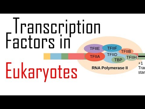 Transcription factors in eukaryotes