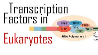 Transcription factors in eukaryotes - YouTube