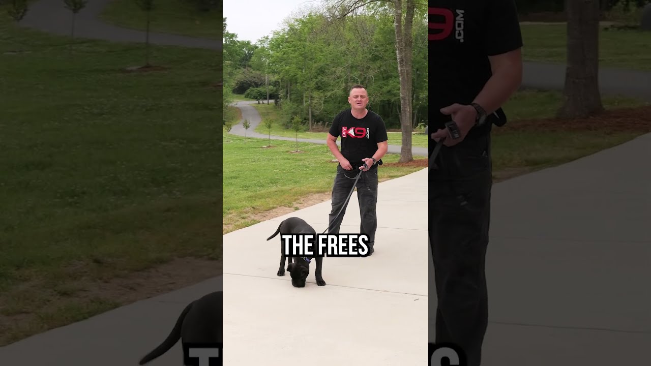 Hoe U De Ultieme Gehoorzaamheid Bereikt Met Uw Hond Of Puppy