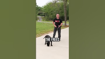 Hoe u de ultieme gehoorzaamheid bereikt met uw hond of puppy