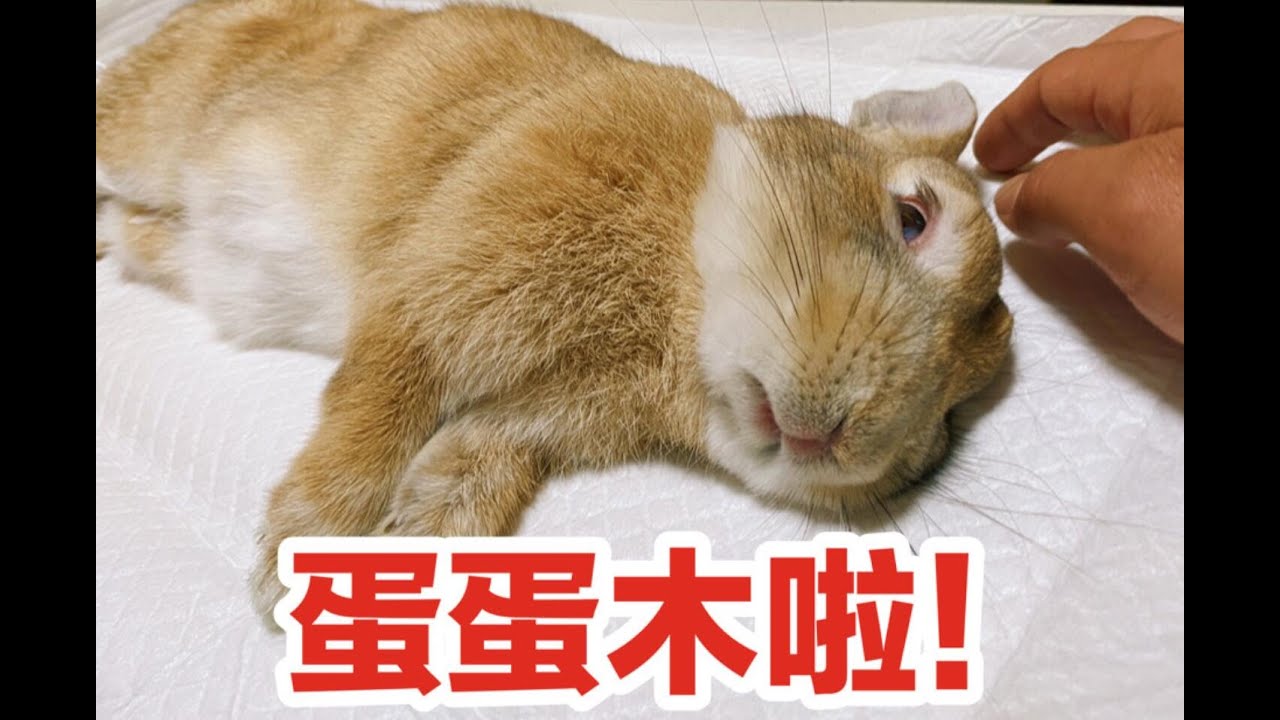 兔兔绝育后得到了豪宅作为补偿，结果还是要报复主人