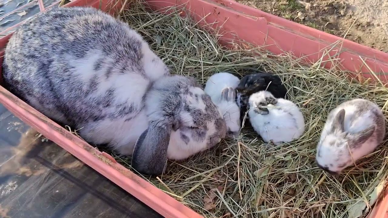 Dva legla mladih Ovnolikih kunića USKORO MOGUCE PREUZIMANJE 062 427 200 (SARAJEVO) DOSTAVA ŠIROM BiH