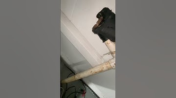 Replacing an old pump #diy #sumppump #waterproofing #homeimprovement #foryou #foryoupage #shorts