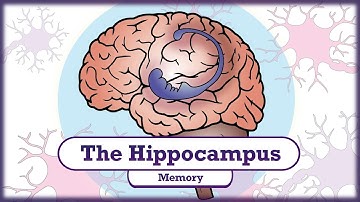 Geheugen en de hippocampus