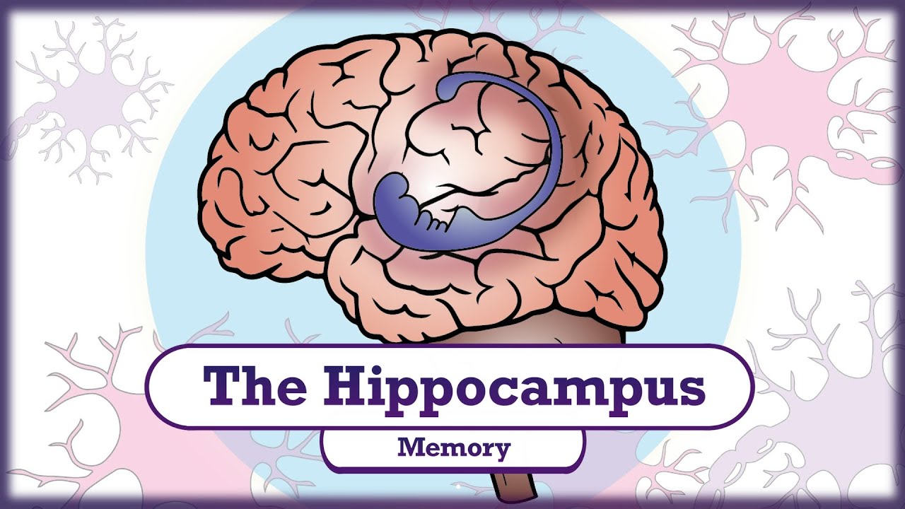 Memory And The Hippocampus