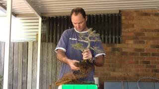 Root Pruning And Re Potting