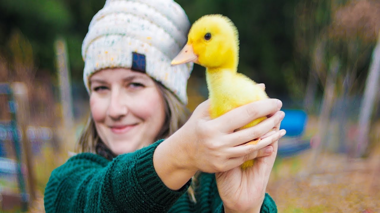 Raising DUCKS  |  What We are Doing Different After our GIANT FAILURE!