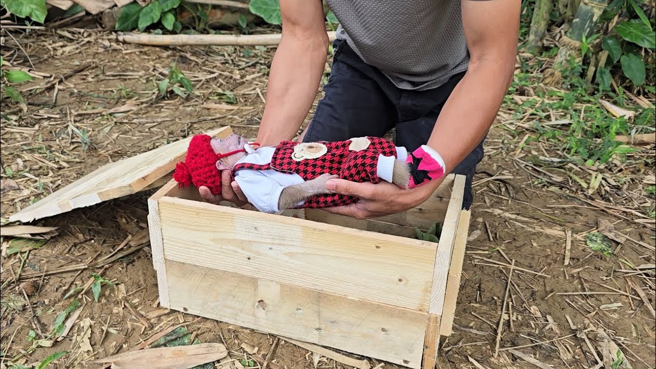 What happened to baby monkey Xuka and Long? tragic ending!