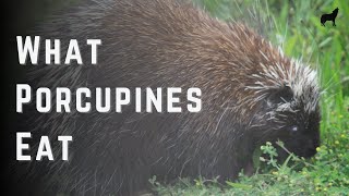 What Do Porcupines Eat, Complete Porcupine Diet