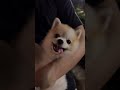 Pupp Love #shorts #pets #love #usa #trending #viral #youtubeshorts #viralvideo #shortvideo #doglife