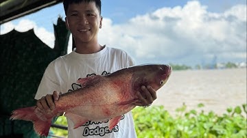 Mùa nước lũ rút xúc lưới cá mè vinh cá he khủng trải nghiệm câu đêm ngắm HoàngHôn Bình Minh sông Hậu