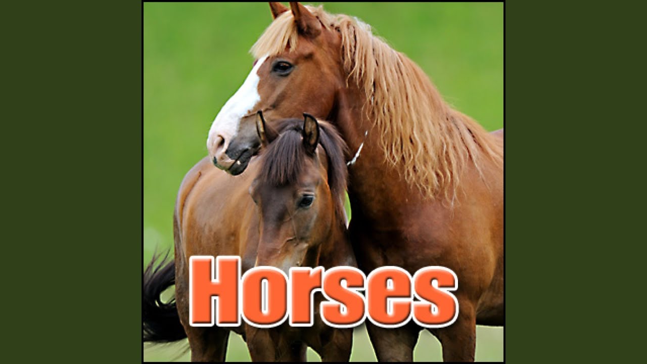 Horse Exterior Whinny, Animal Horses YouTube