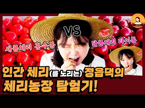 [정읍]🍒달콤체리와 다른 새콤체리의 맛🍒제가 리뷰해드립니다요! | 정읍 굿모닝 체리원