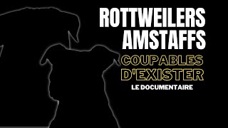 Rottweilers, Amstaffs,...👉 COUPABLES D'EXISTER - Le docu choc sur une loi raciste