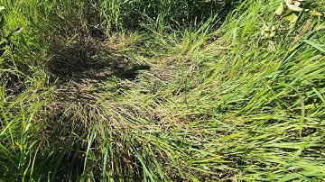 Where do Deer Bed in Switchgrass?