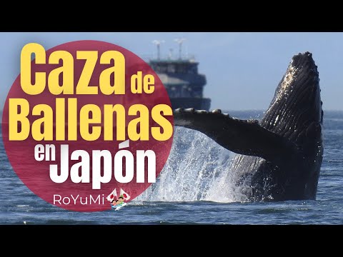 Video: Ballena japonesa: estilo de vida, rango, protección