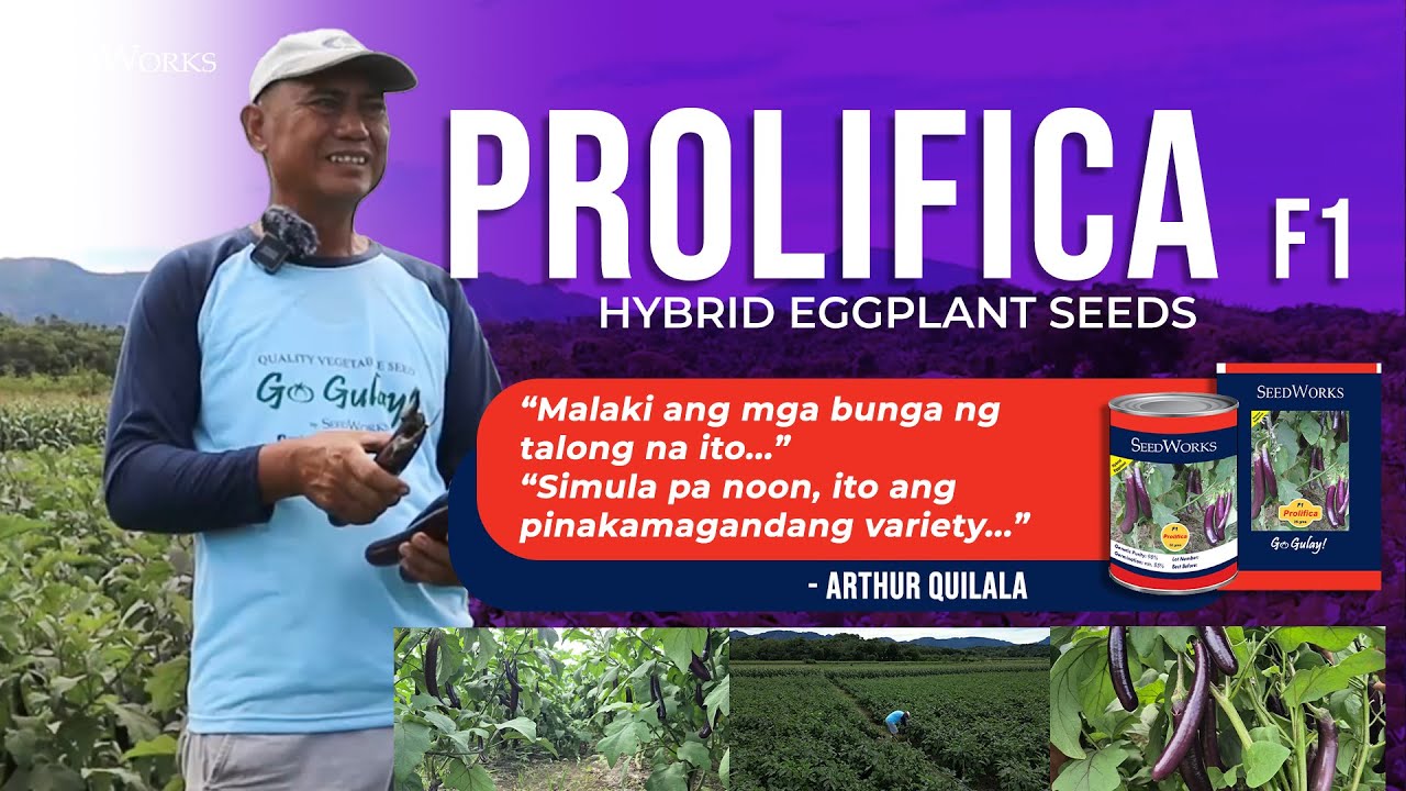 Prolifica F1 ang Sekreto ni Arthur Quilala, Top Eggplant Farmer ng Ilocos Sur!