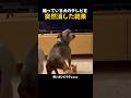 テレビ消した時の犬の温度差