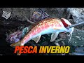 PESCA SUB alle Isole Eolie😎 Pesca apnea in 3 metri - Mostro mancato - Pesca subacquea INVERNO 2020