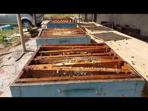 ნიჩბისი, Nichbisi(23)