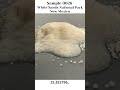 Sand Sample 0026 -- White Sands, New Mexico vs 10% HCl Acid