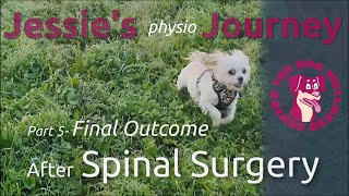 Jessie's Physio Journey: Part 5 by The Dog Wellness Centre 166 views 1 year ago 1 minute, 44 seconds