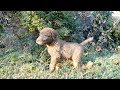 Chesapeake Bay Retriever Puppies at Wildbrook Kennels (4K) の動画、YouTube動画。