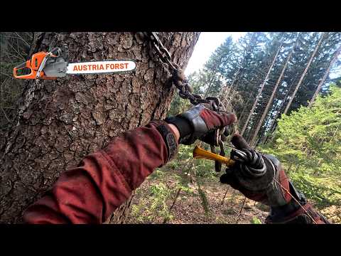 Winch-assisted felling of back-leaning spruce trees