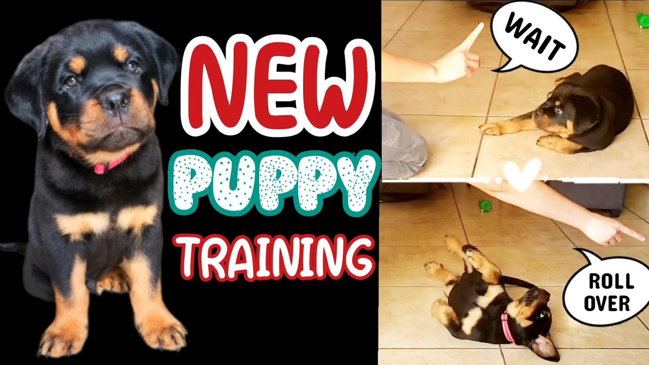 HOW TO Train 8 Week Old Puppy | Tips & Tricks - YouTube