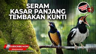   Masteran Tembakan Kasar Cucak Cungkok Super Gacor Kunti Vs Jalak Suren Isian Kasar Panjang