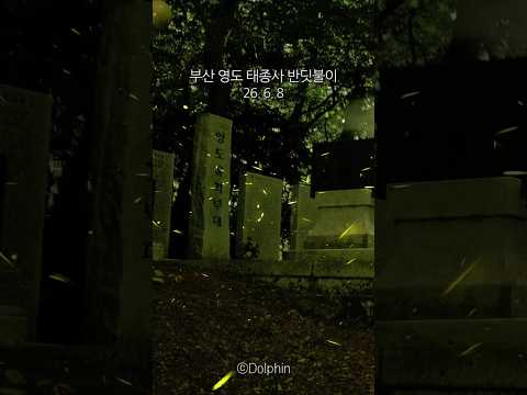 부산 영도 태종사 반딧불이 실시간