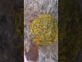 gadapa design simple 😍🙏