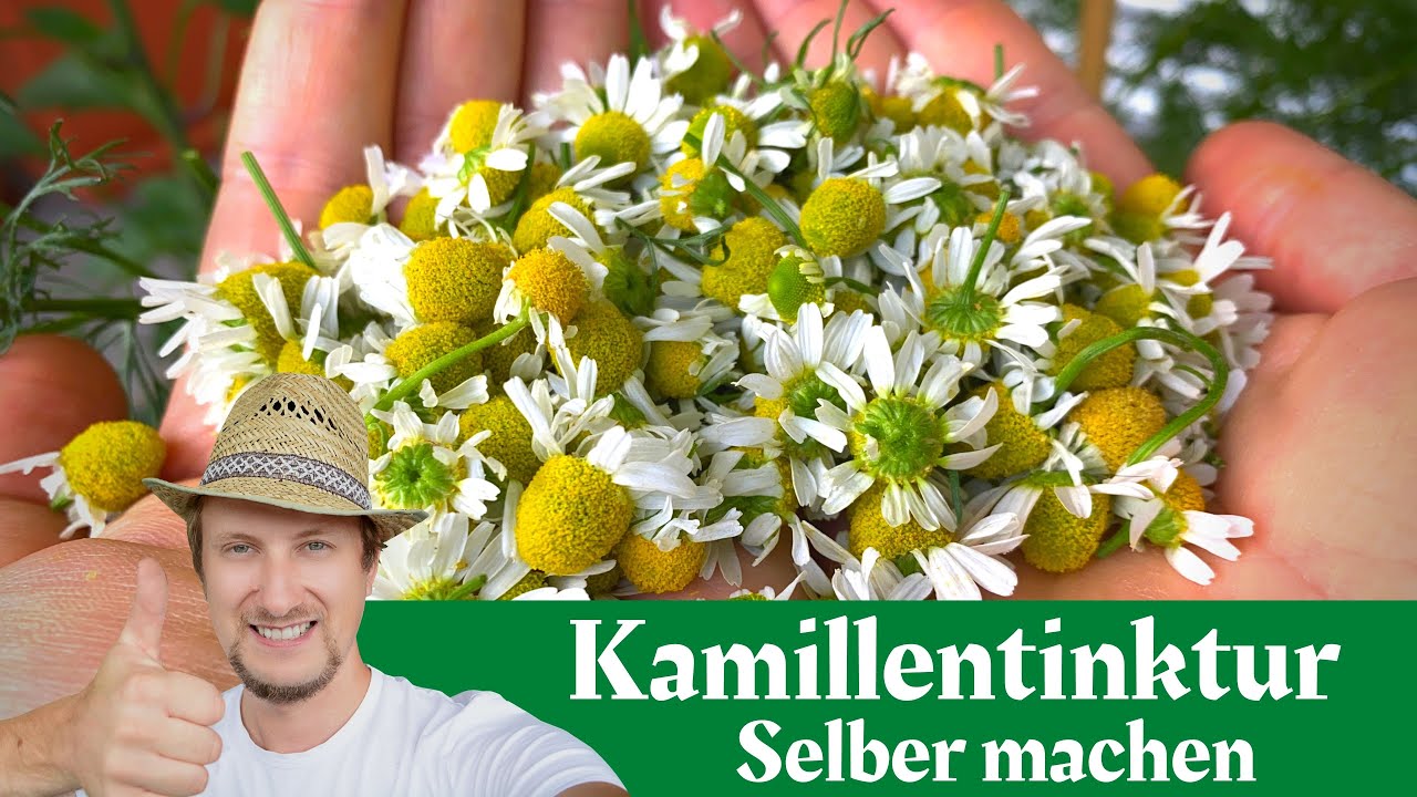 Kamillentinktur selber machen & frisch herstellen  Mein Krutertipp