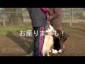 藤井聡の犬のしつけ